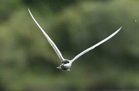 Whiskered Tern