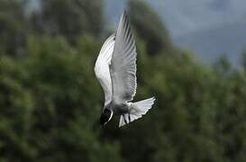Whiskered Tern