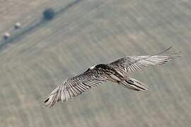 Bearded Vulture