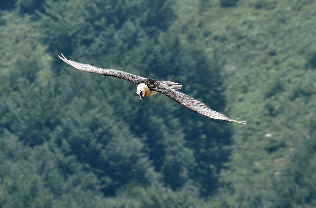 Bearded Vulture