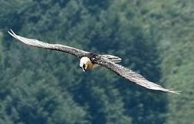 Bearded Vulture