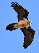 Bearded Vulture