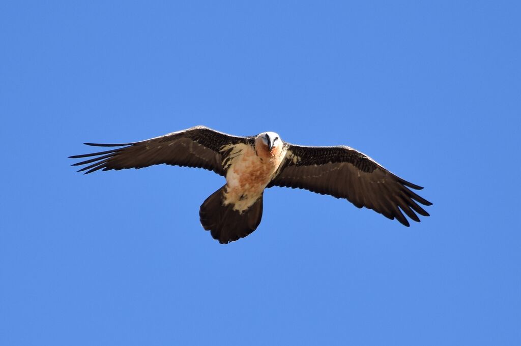 Bearded Vulture