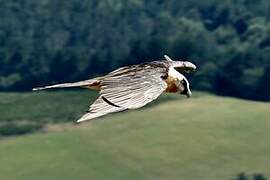 Bearded Vulture