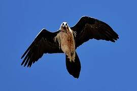 Bearded Vulture