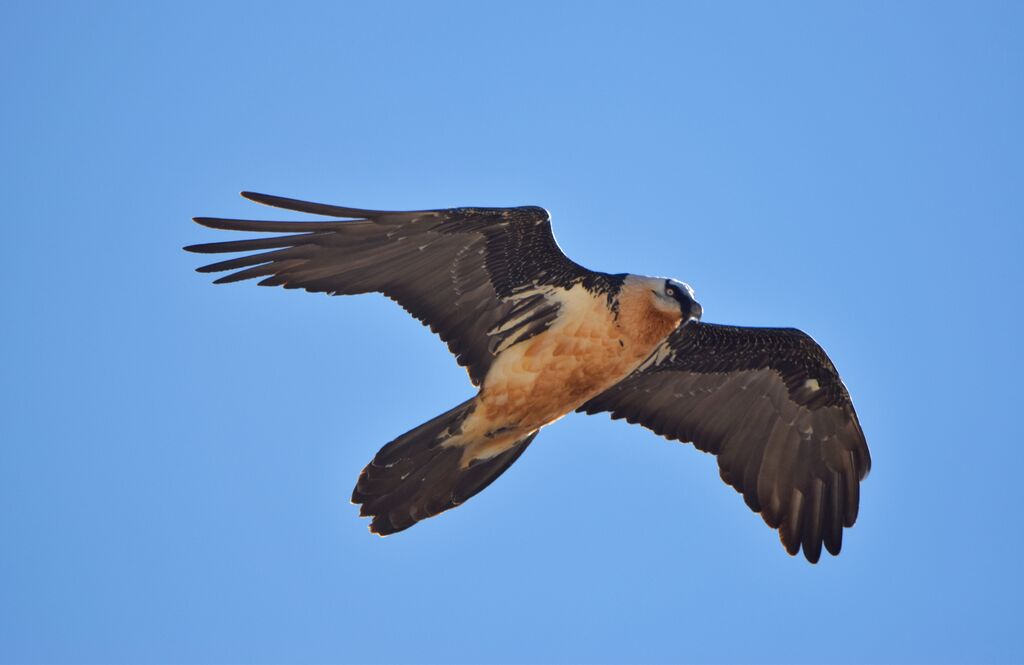 Bearded Vulture, Flight