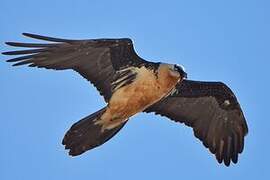 Bearded Vulture