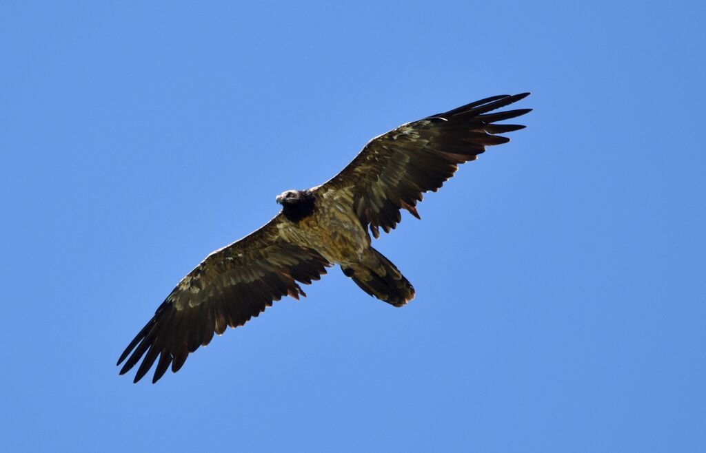 Bearded Vultureimmature, Flight