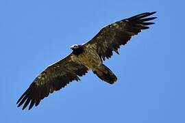 Bearded Vulture