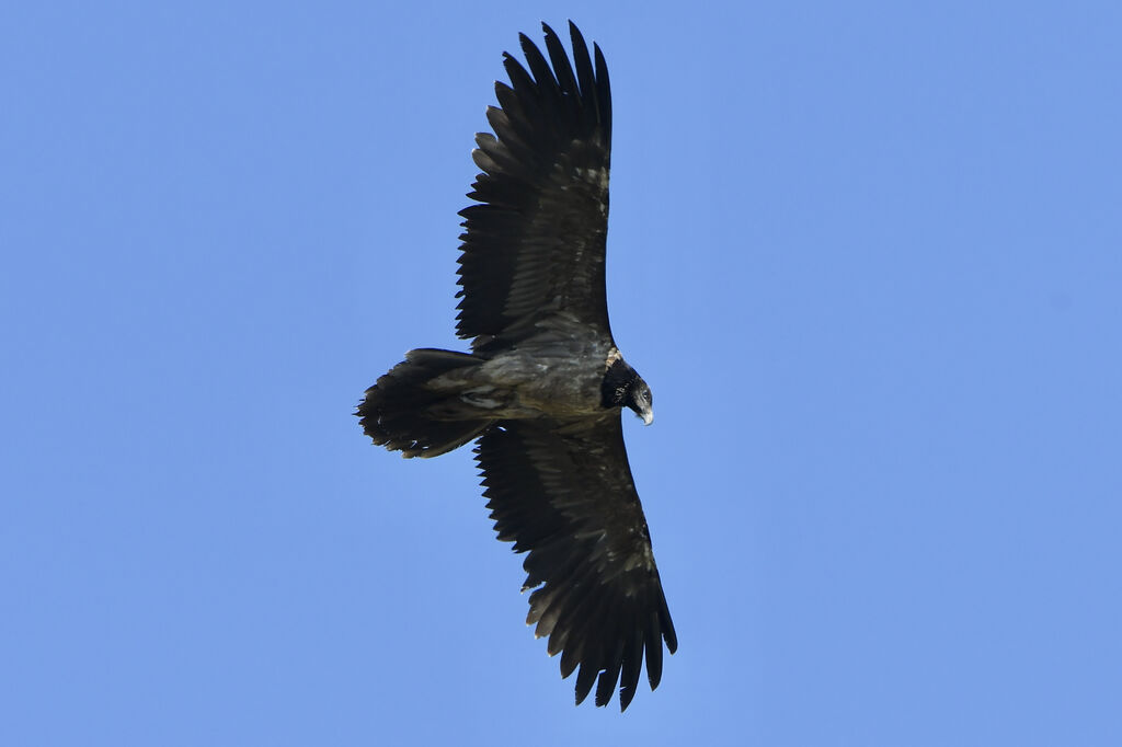 Bearded Vulturejuvenile, Flight