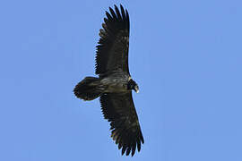 Bearded Vulture