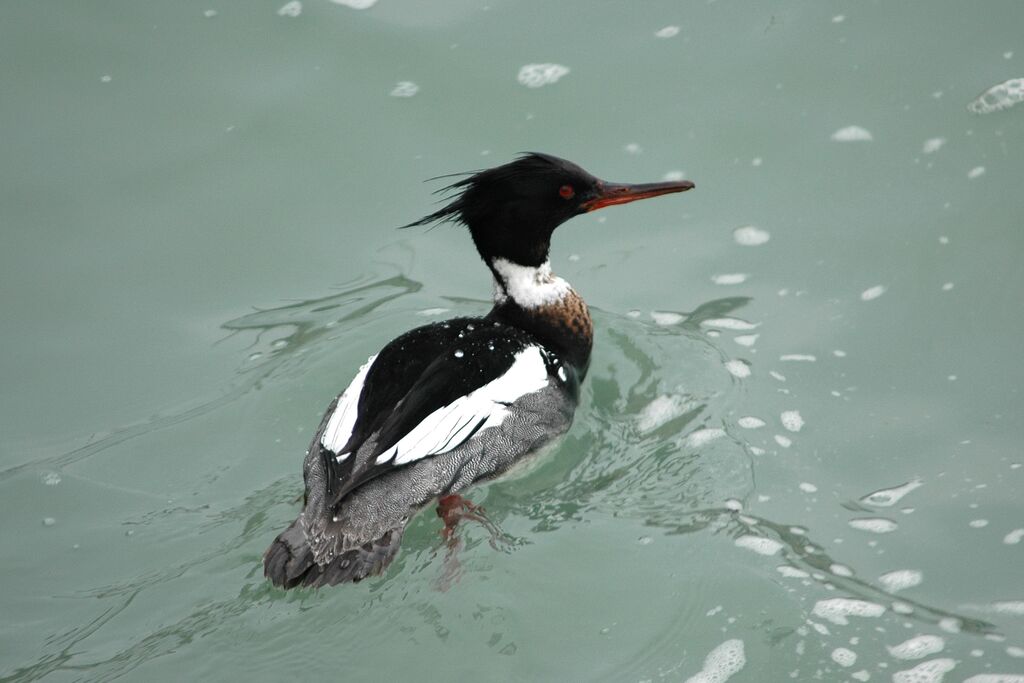 Red-breasted Merganser