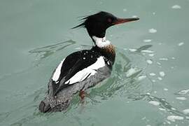 Red-breasted Merganser