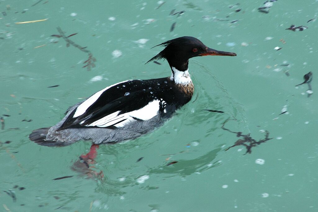 Red-breasted Merganser