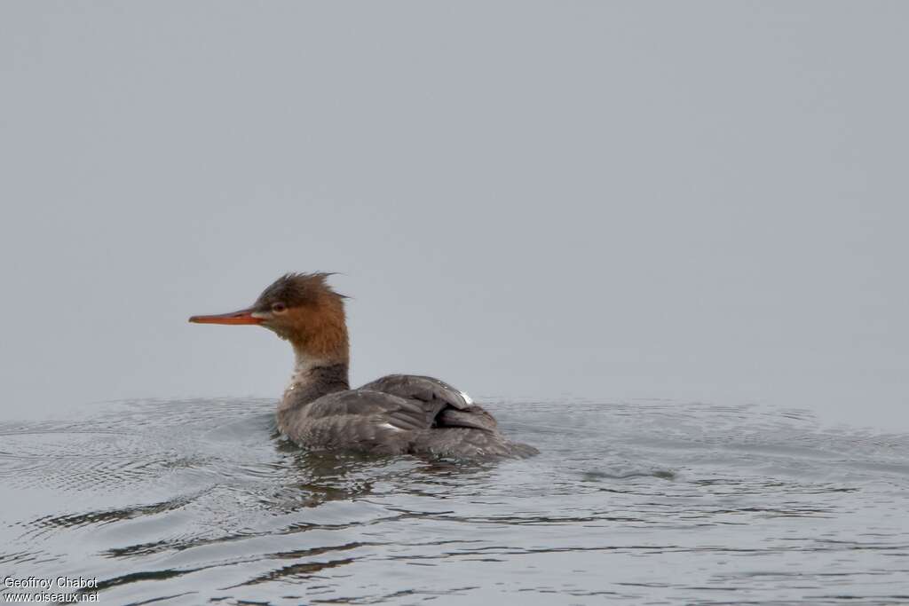 Red-breasted Merganser female adult post breeding, identification, swimming