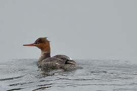 Red-breasted Merganser