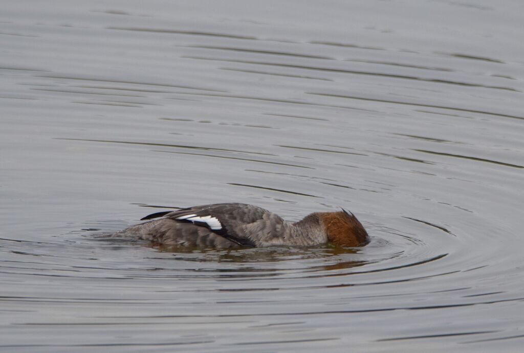 Harle huppé femelle adulte internuptial, identification, nage, pêche/chasse