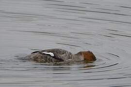 Red-breasted Merganser