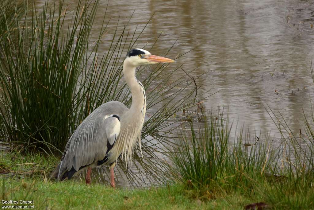 Grey Heronadult breeding, identification