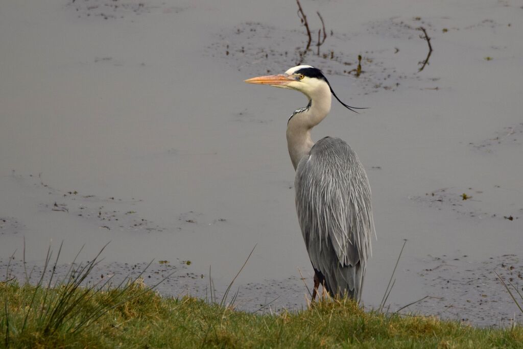 Grey Heronadult breeding, identification