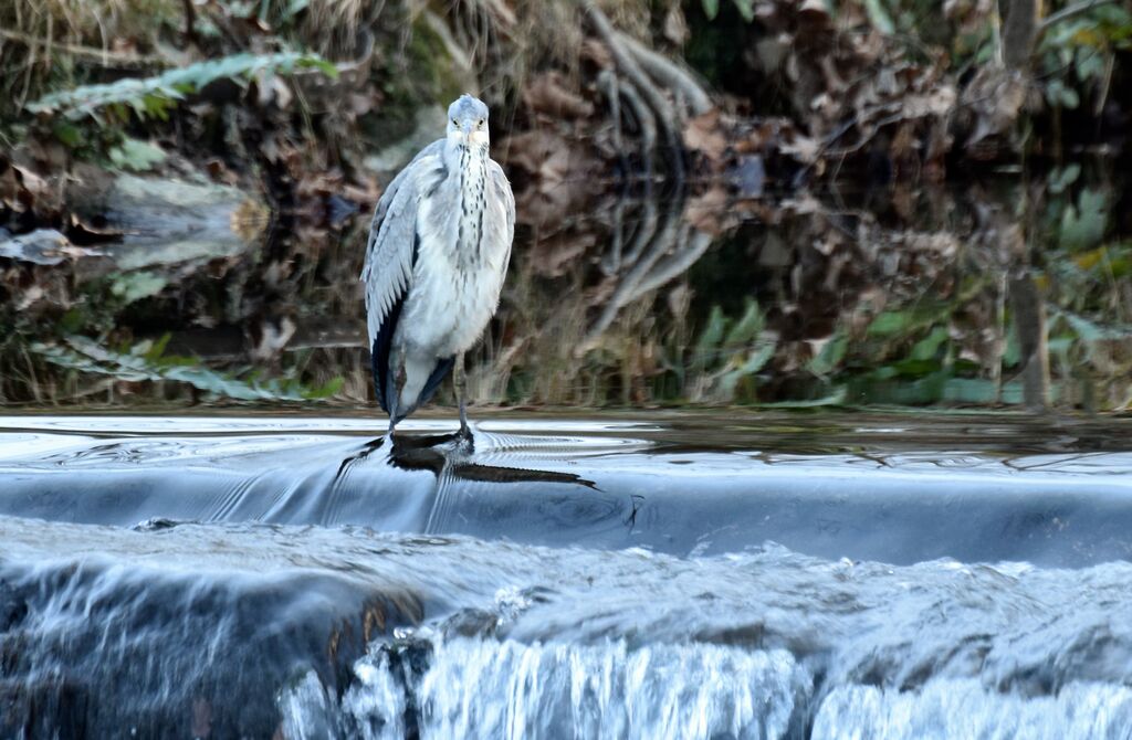 Grey Heronimmature, identification