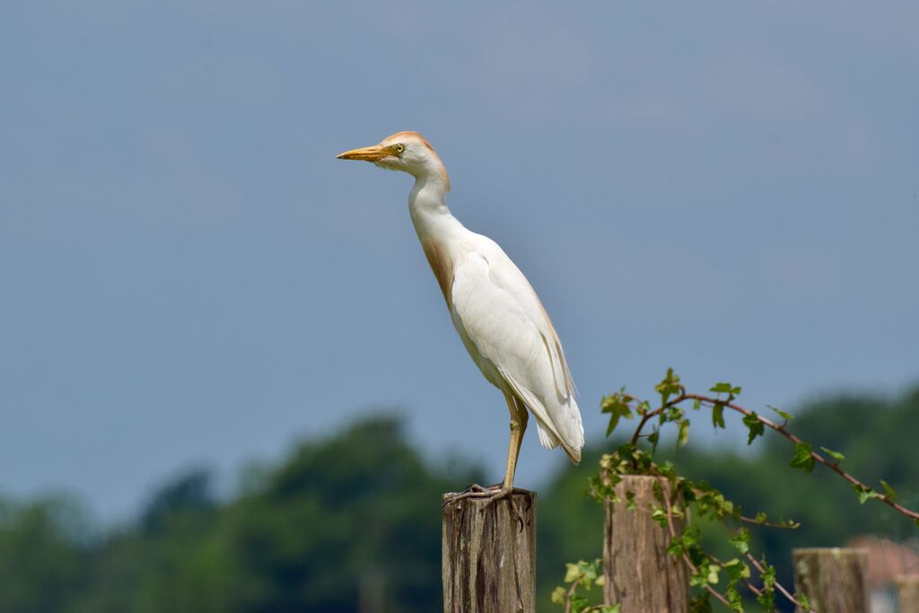 Western Cattle Egretadult breeding, identification