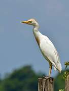 Western Cattle Egret