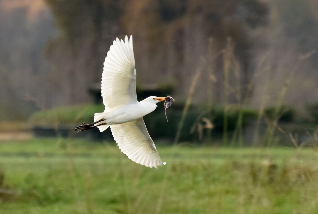 Western Cattle Egretadult post breeding, identification, Flight, fishing/hunting