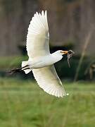 Western Cattle Egret