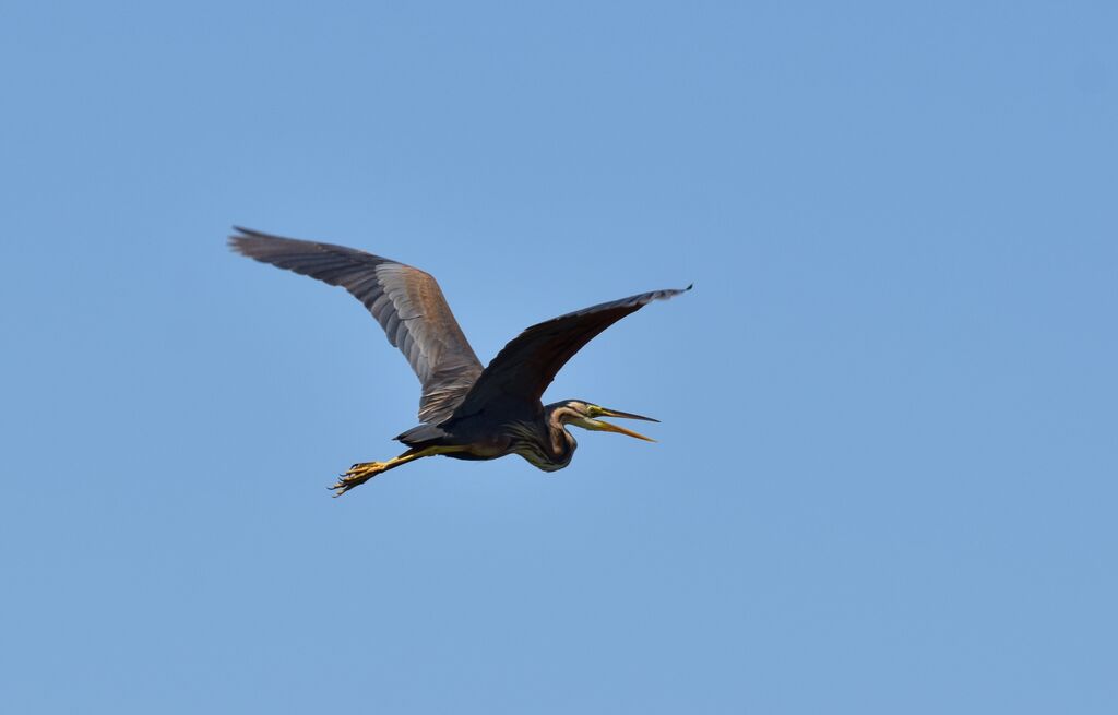 Purple Heron