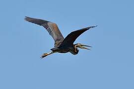 Purple Heron