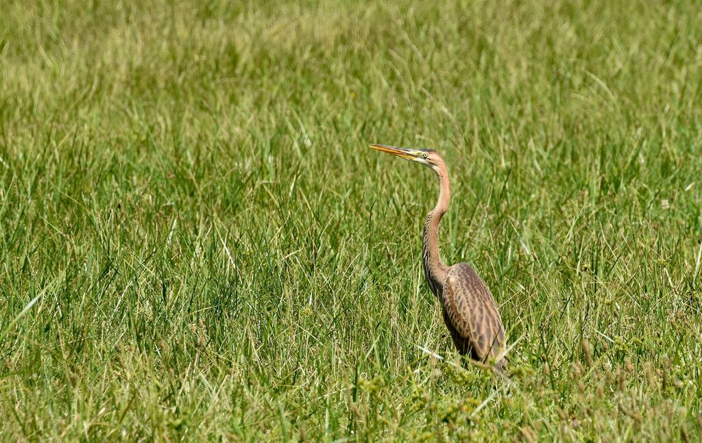 Héron pourpré, identification