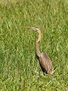 Purple Heron