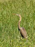 Purple Heron