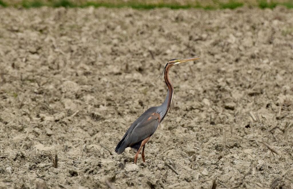 Purple Heronadult breeding, identification