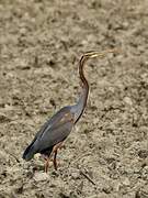 Purple Heron