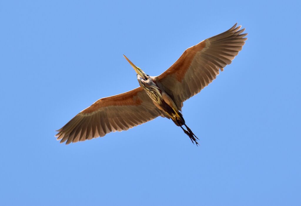 Purple Heronadult breeding, Flight