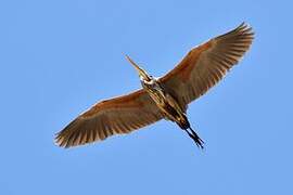 Purple Heron