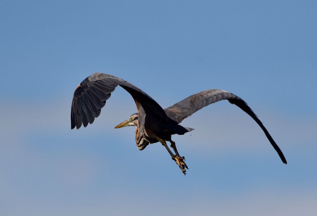 Purple Heronadult breeding, Flight