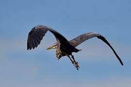 Purple Heron