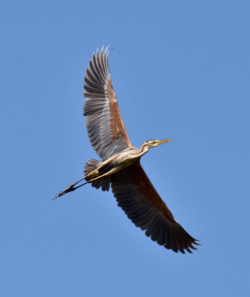 Purple Heronadult post breeding, Flight