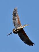 Purple Heron