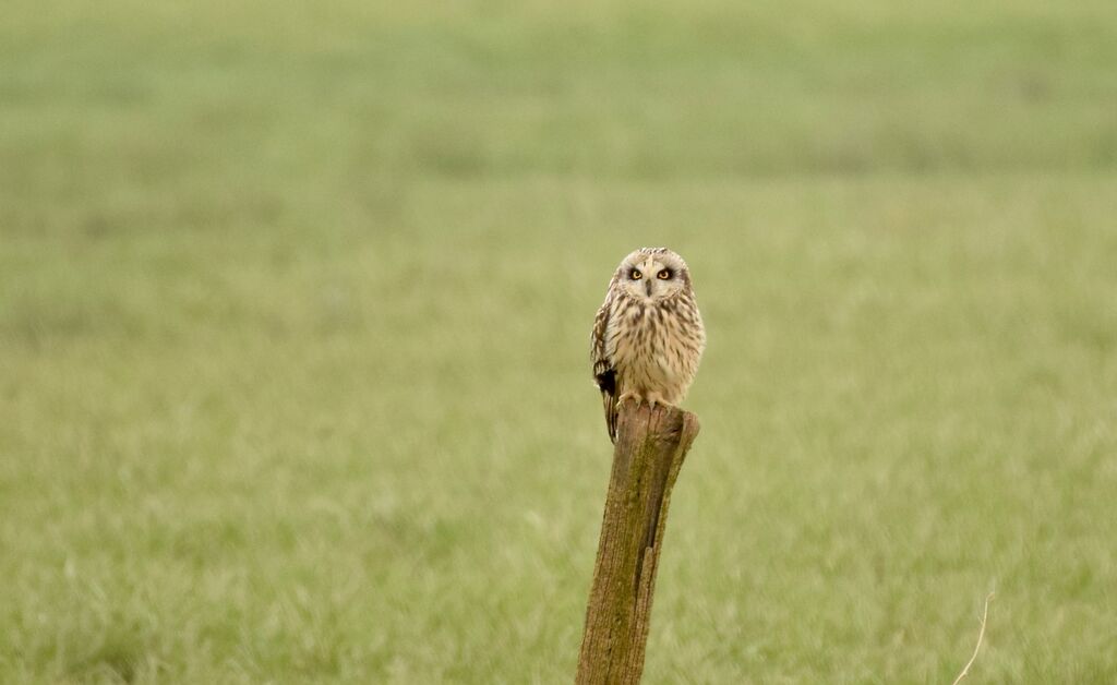 Hibou des maraisadulte, identification