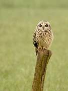 Short-eared Owl