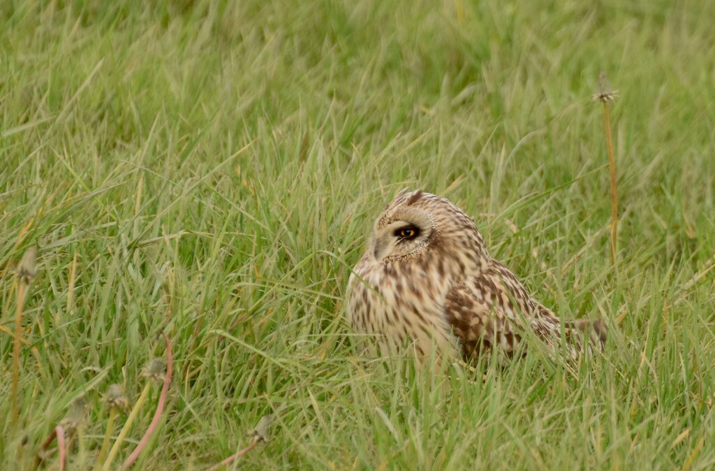 Short-eared Owladult, identification