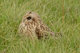 Short-eared Owl