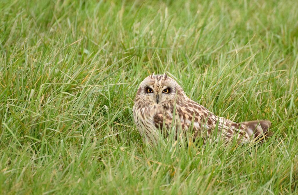 Hibou des maraisadulte internuptial, identification