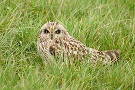 Short-eared Owl