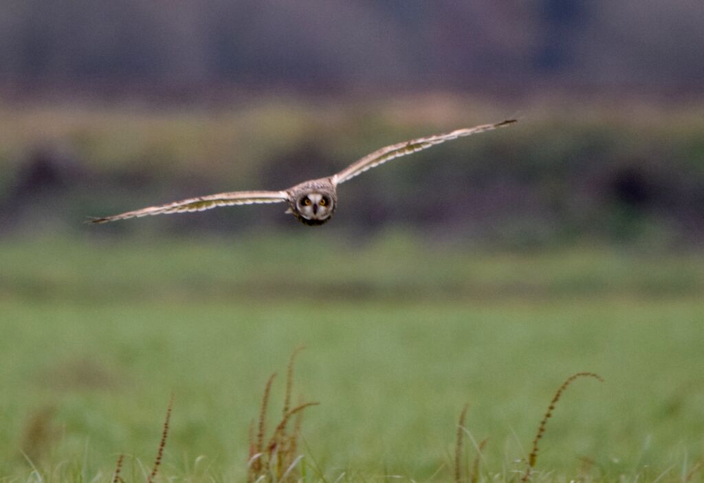 Hibou des maraisadulte internuptial, Vol, pêche/chasse