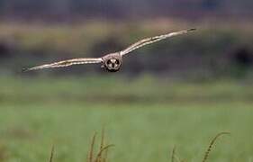 Short-eared Owl